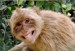 Opica sa usmieva